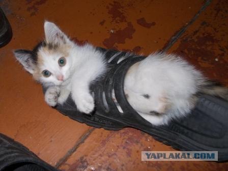 Котовторник 11.09.2012