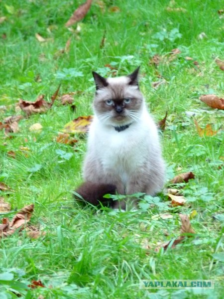 Котовторник  16.10.12