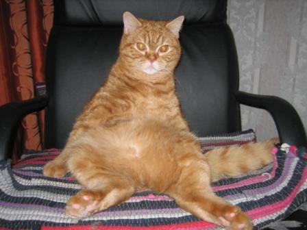 Котовторник