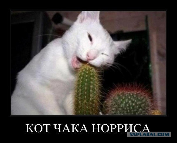 ДР у Чака Норриса