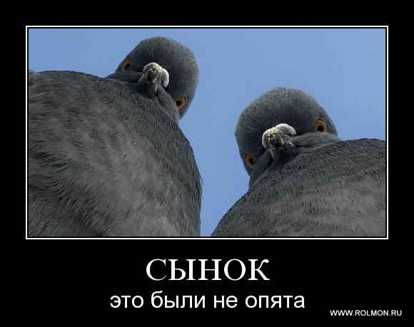 Тетка и голуби