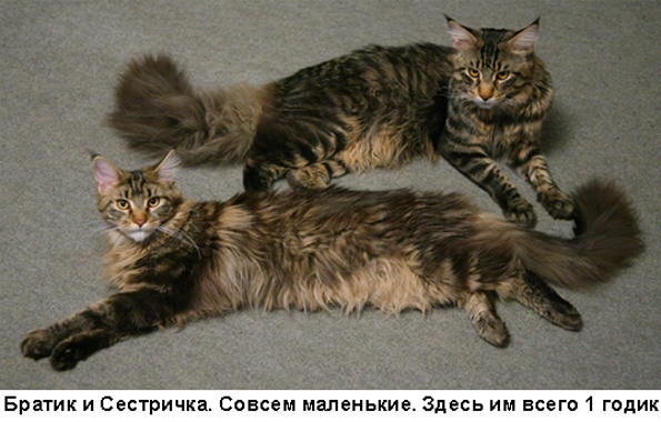 Кем нас считают кошки? Кто мы для них?
