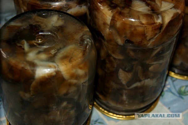 Осень в банках