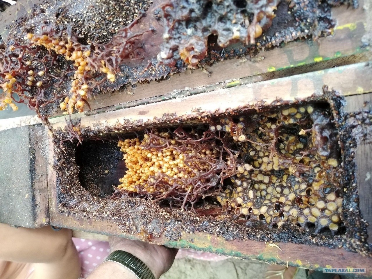 День Всех Гнилых ( пародия )