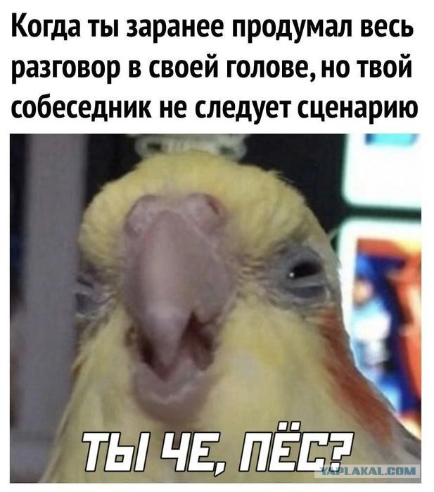 Картинки для деградации 137 (разной степени свежести)