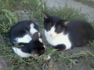 Котовторник на вторник, Котовторник