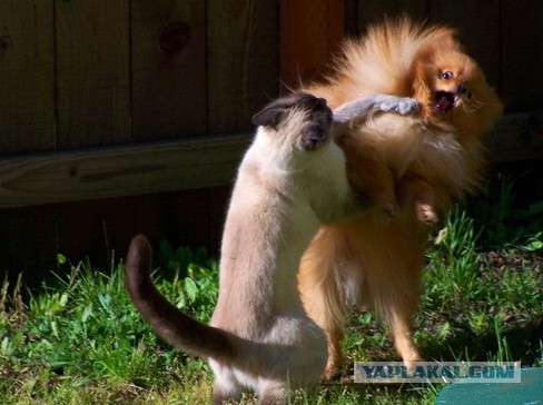 Коты ученых