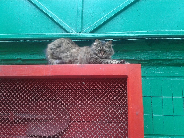 Котовторник   15.04.2014