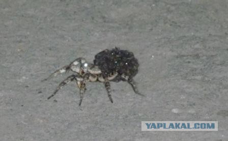 На террасу забрела вот такая пушистая прелесть