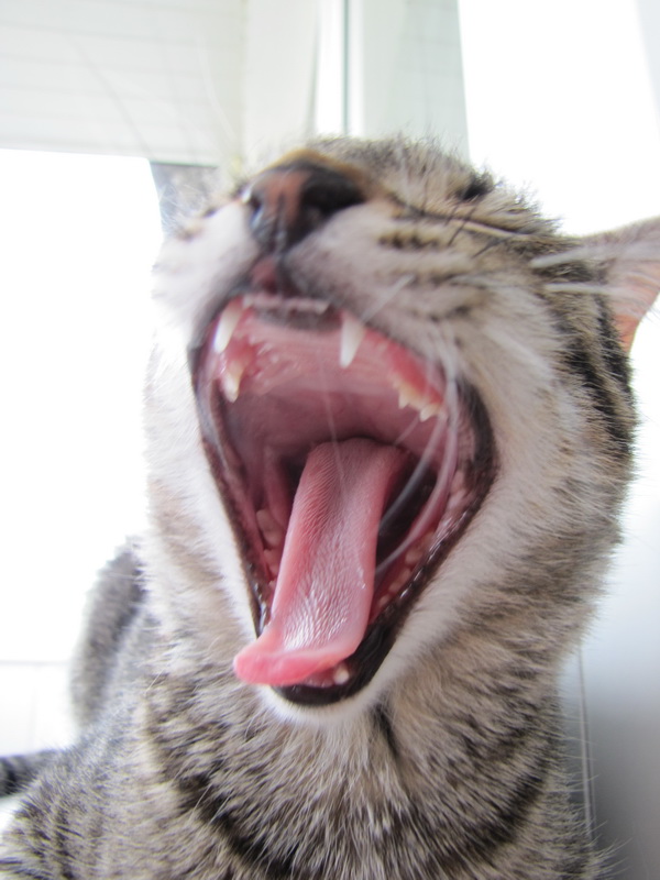 А у тебя есть фото твоей зевающей котейки ?