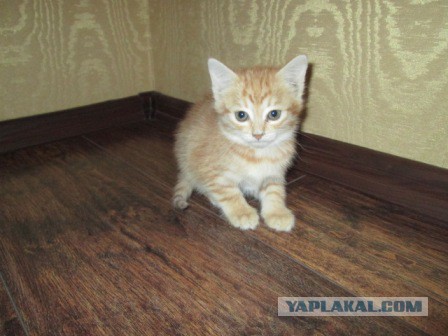 Котовторник 24.03.2015
