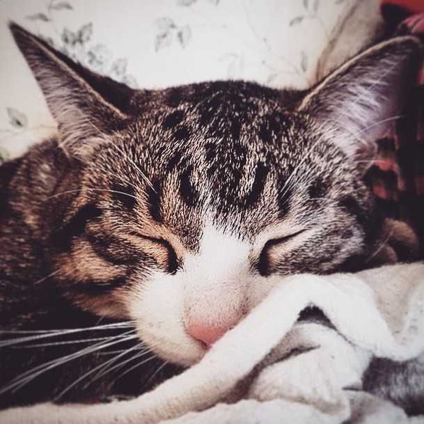 Котовторник 31.03.2015