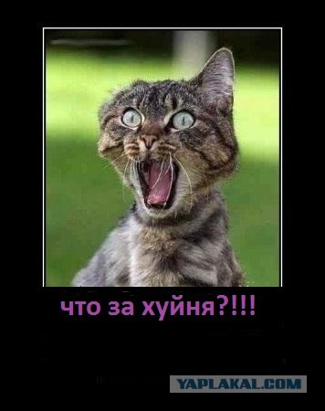 Что-то абсурдное на фотографии