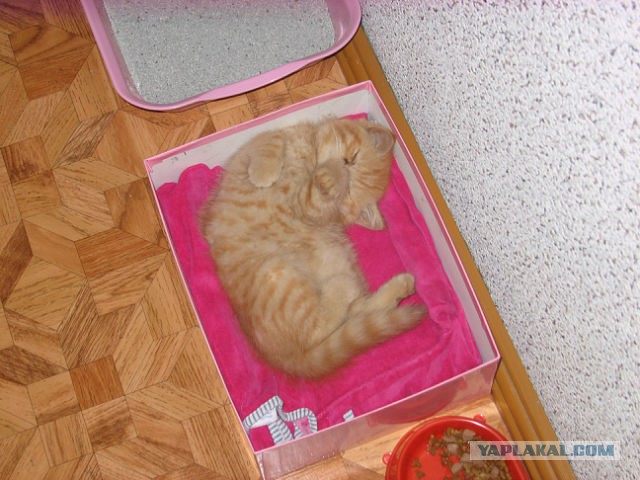 Котовторник 04.08.2015
