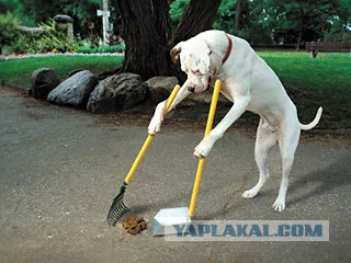 Только что купил щенка...