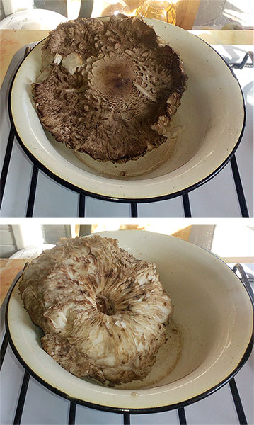 Грибалка