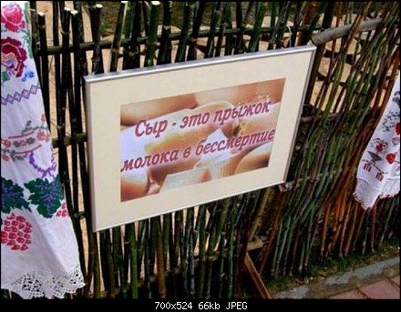 Плесень за 7 тысяч