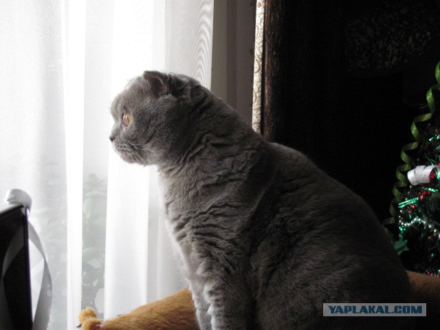 Котовторник