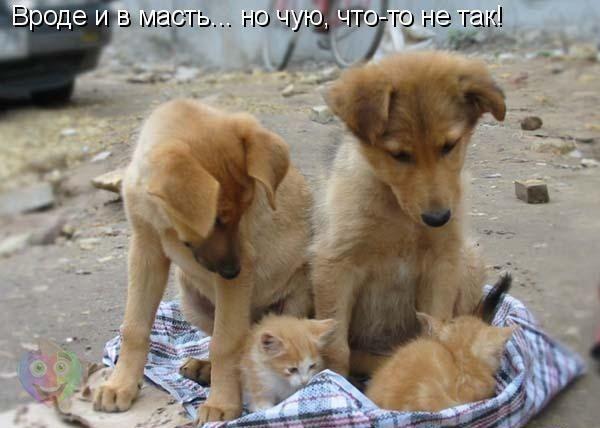 Пучок смешных картинок