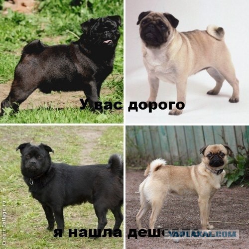 А чо так дорого?!