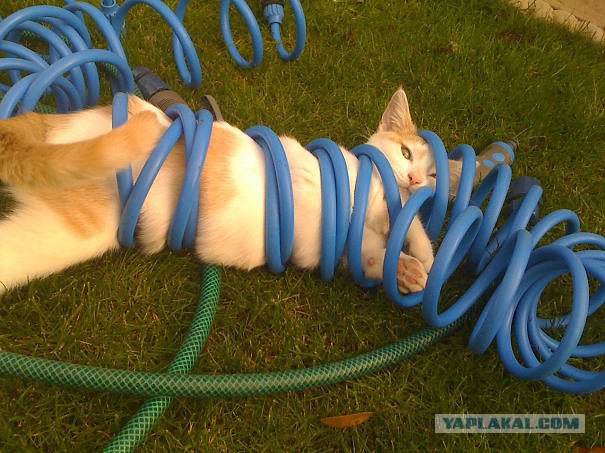 14 кошачьих неприятностей