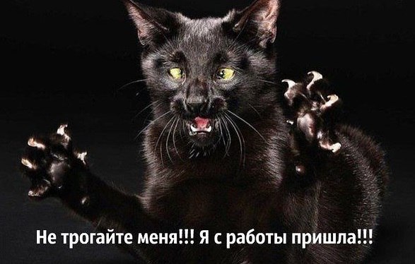 Мохнатые беспредельщики