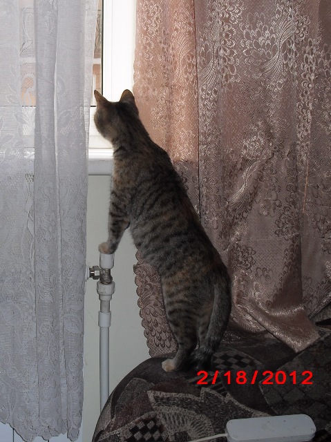 Фотожаба: Злой Кот