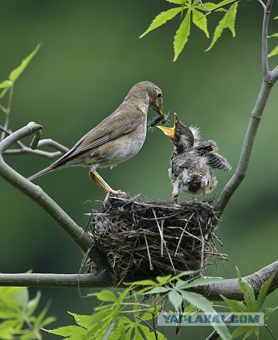 Скоро во всех гнёздах страны!... и не только
