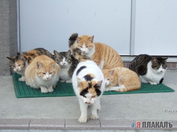 Которозыск, срочно!