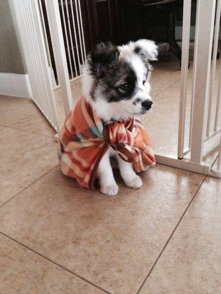 Прикольные животные