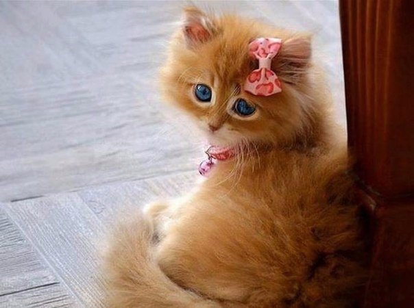Разные картинки из сети