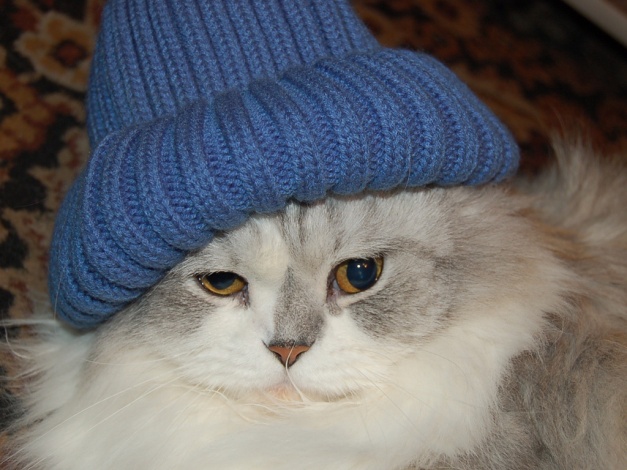 Коты из сети