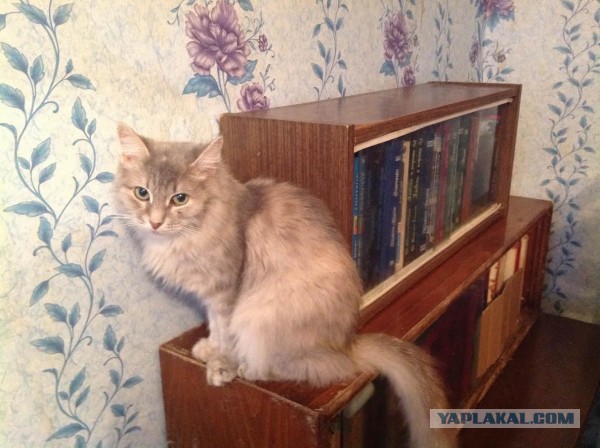 Неудачно пошутила. Почему 12-летняя девочка просит отпустить отчима-педофила?