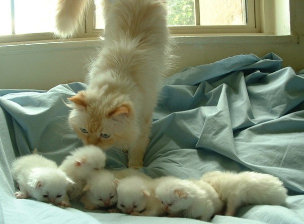 Коты и Кошки