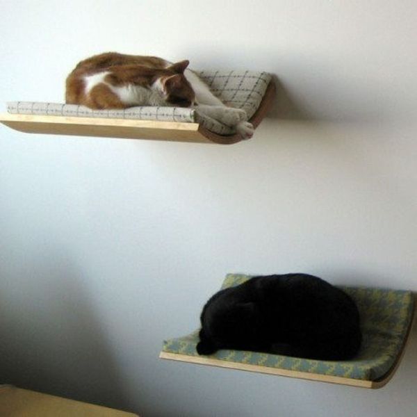 Коты и Кошки