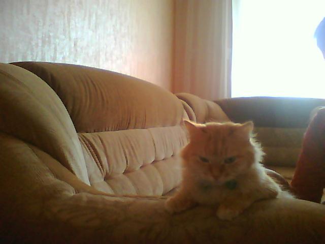 Коты и Кошки