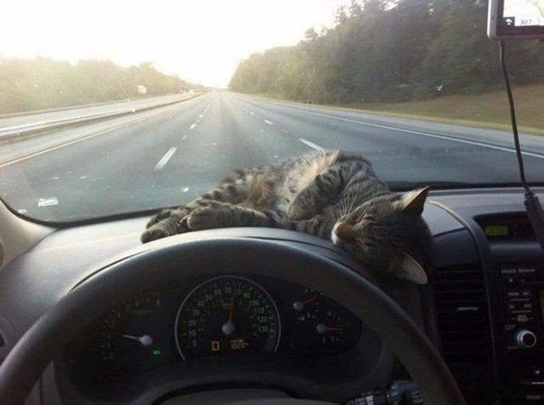 Коты и Кошки