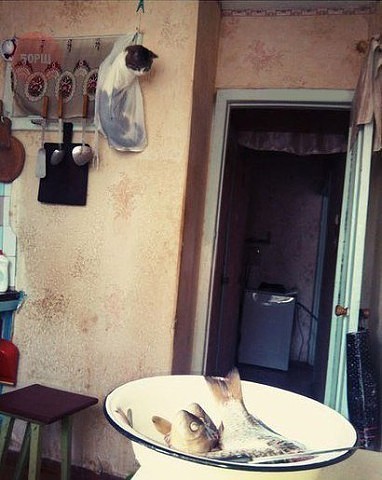 25 животных, которые ни за что не отдадут свое