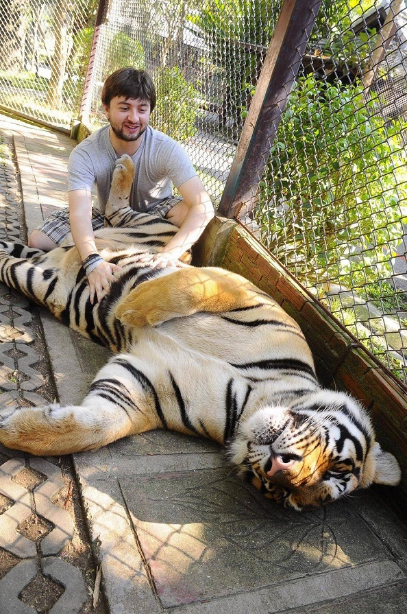 Больной тигр, весивший всего 13 кг, был спасён из цирка и преобразился к лучшему