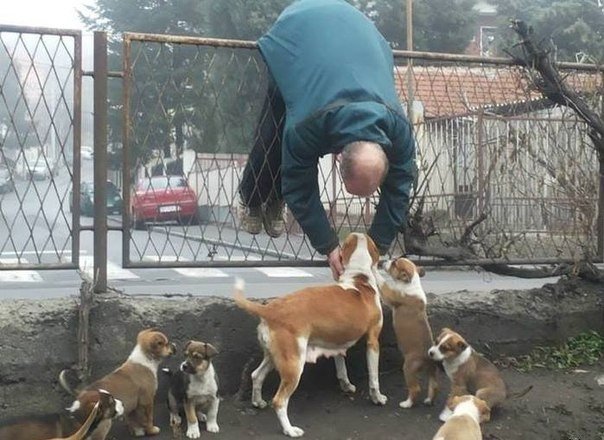 Живность из сети