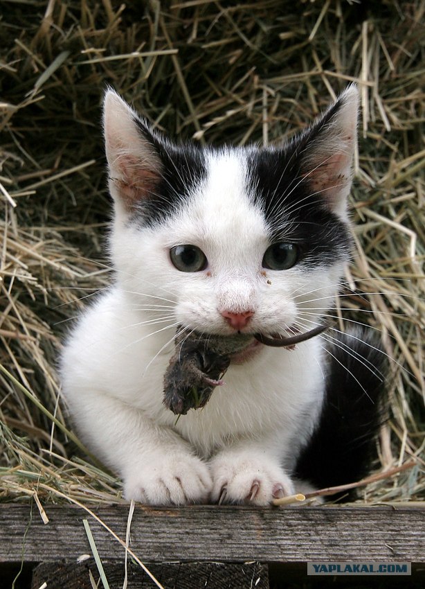 Внимание! На ЯПе КОТОВТОРНИК. 23.09.08.