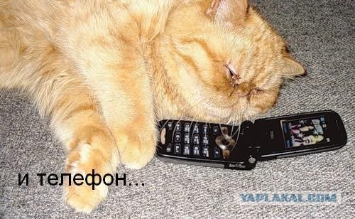 Ура, котовторник!