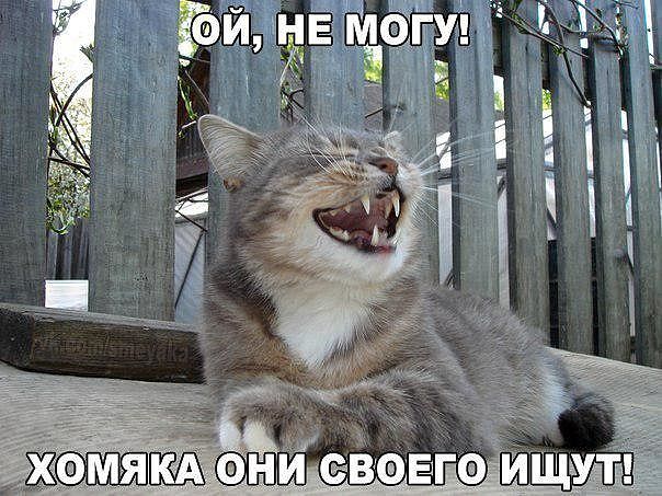 Прикольных котов пост