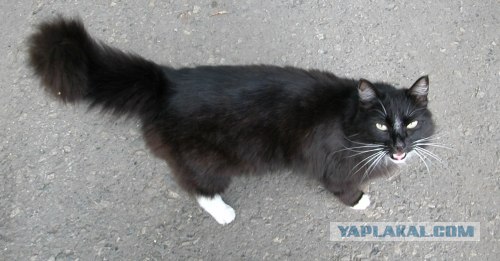 Котовторник 14.09.2010 Голые кошки на Yaplakal