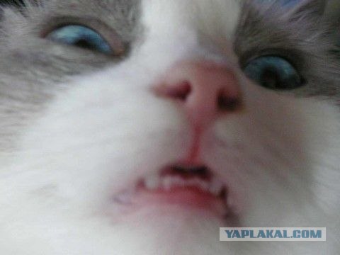 Братаны!