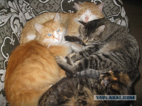 It's Catursday Fever! (Котовторник)