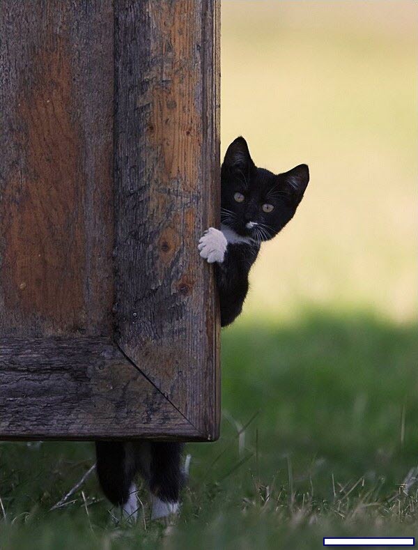 Котовторник, для любителей кошек