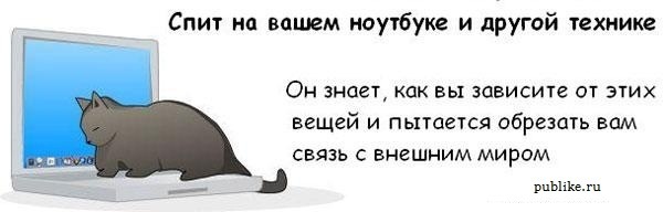 Котовторник! 08.11.11