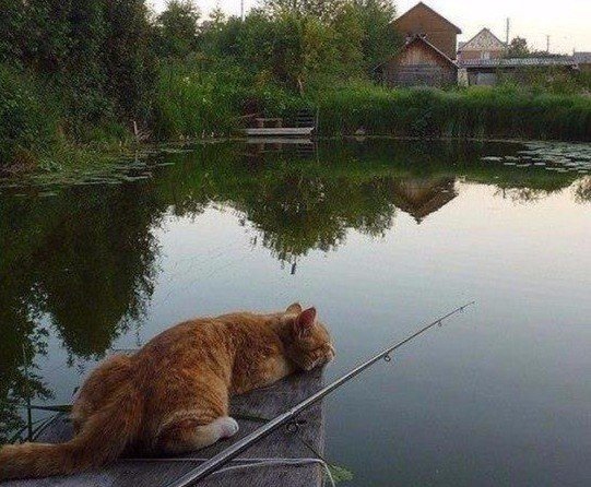 Немного милоты
