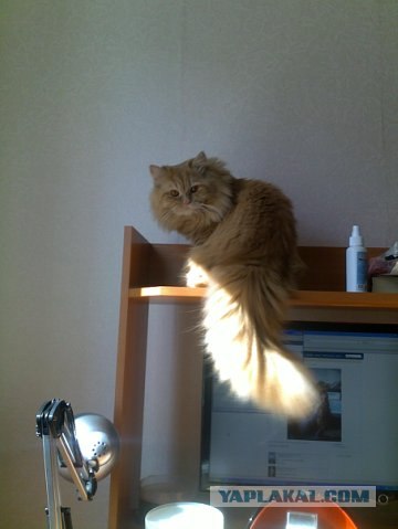 Котовторник 20.03.2012